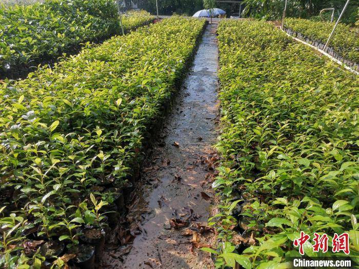 国家一级保护植物猪血木在广东阳春实现人工扩繁