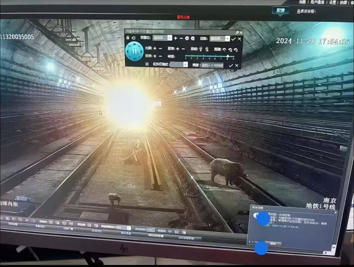 晚高峰地铁隧道内出现野猪？南京地铁：属实，正调查核实详情