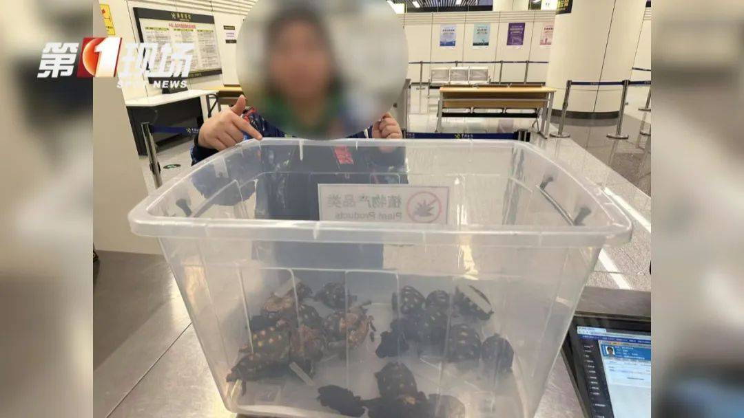 女子腰腹部异常鼓起！一查发现28只活的…