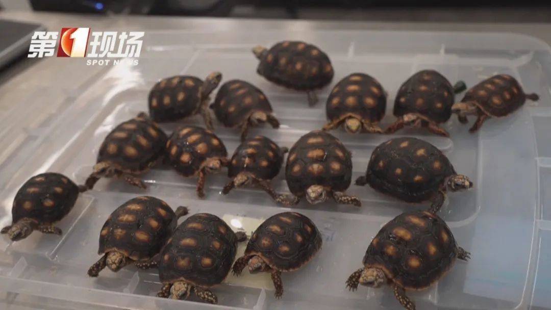女子腰腹部异常鼓起！一查发现28只活的…