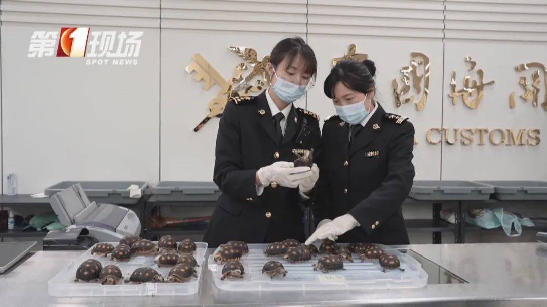 女子腰腹部异常鼓起！一查发现28只活的…
